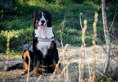 Bernese zennenenhund