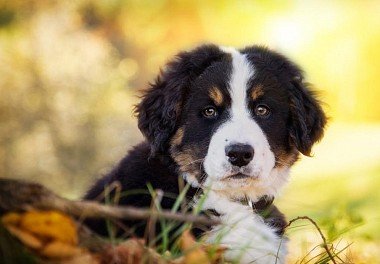 Bernese zennenenhund