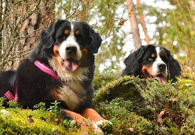 Bernese zennenenhund