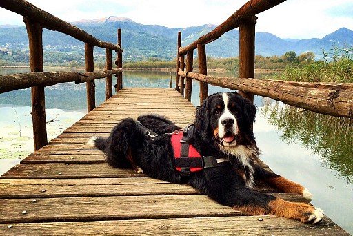 Bernese Zennenhund