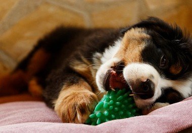 Bernese Sennenhund