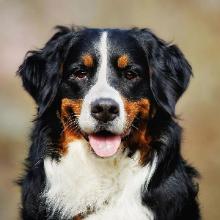 Bernese Mountain Dog