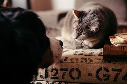 Bernese sennenhund with cat