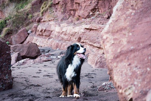 Bernese zennenhund