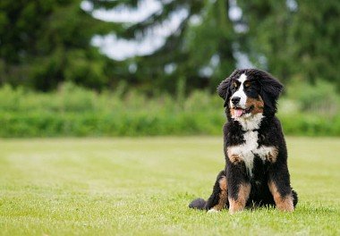 Bernese sennenhund