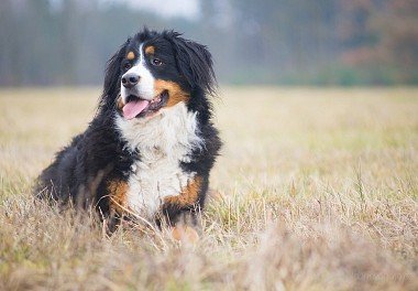 Bernese zennenenhund