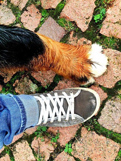 Bernese zennenhund paw