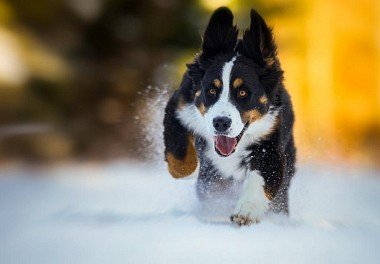 Bernese sennenhund