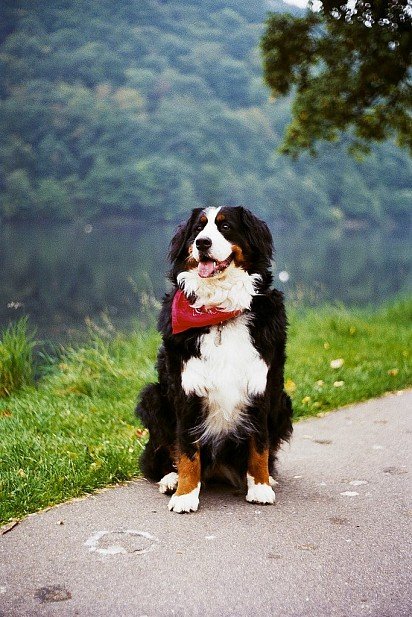 Bernese Sennenhund