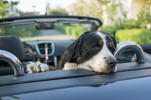 Bernese Sennenhund