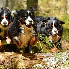 Bernese sennenhund