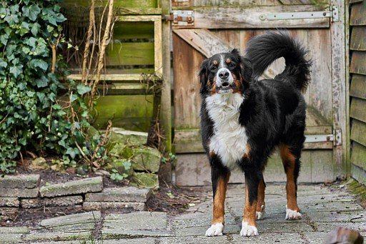 Bernese zennenenhund