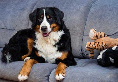 Bernese zennenenhund