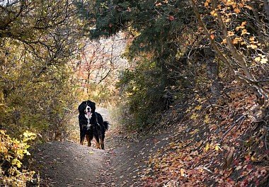 Bernese Sennenhund