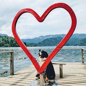 Bernese Sennenhund