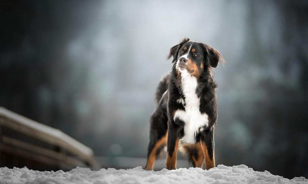 Bernese zennenhund