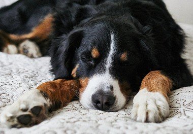 Bernese zennenenhund