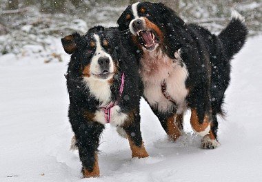 Bernese zennenhund