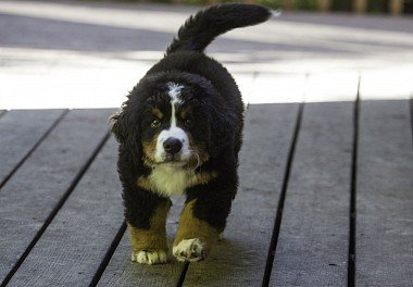 Bernese zennenenhund