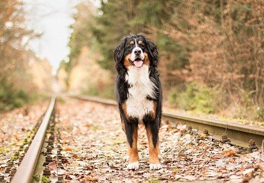 Bernese zennenenhund