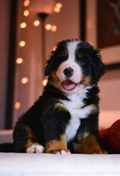 Bernese zennenhund puppy at 6 weeks old