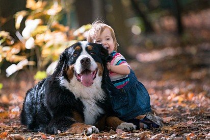 Bernese sennenhund with child