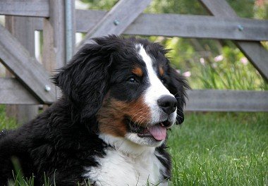 Bernese zennenenhund