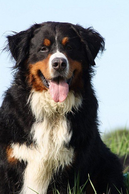 Bernese zennenhund