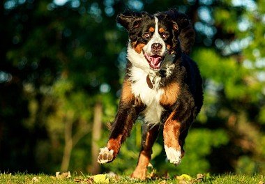 Bernese Sennenhund