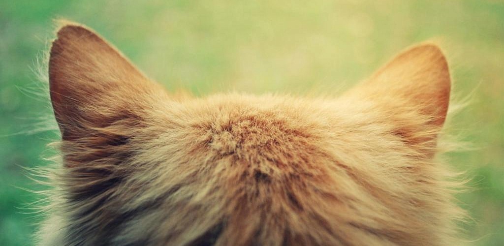 Ear mites in cats