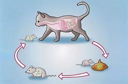 An example of toxoplasmosis infection