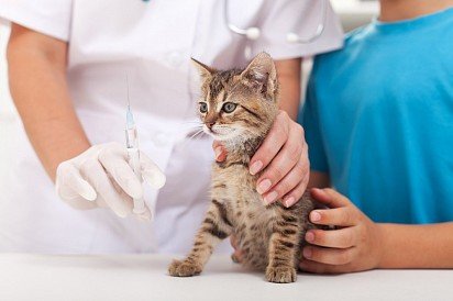 Vaccinating a cat is one way to prevent toxoplasmosis