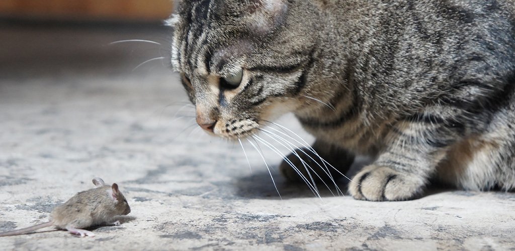 Toxoplasmosis in cats