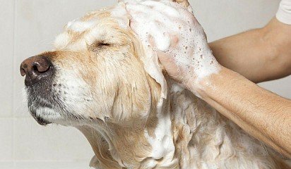 Washing a dog