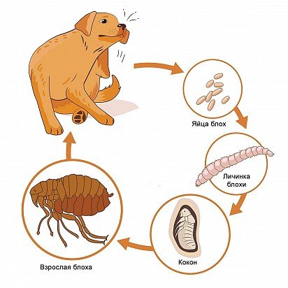 Flea Life Cycle