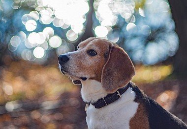 Beagle