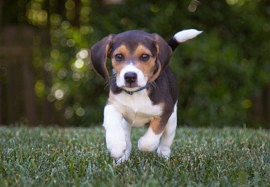 Beagle