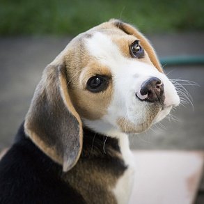 Beagle