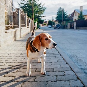 Beagle