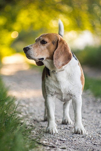 Beagle