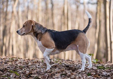 Beagle