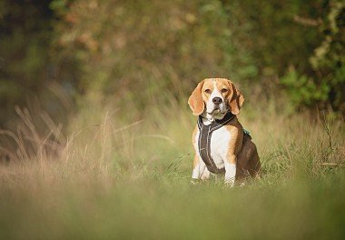 Beagle