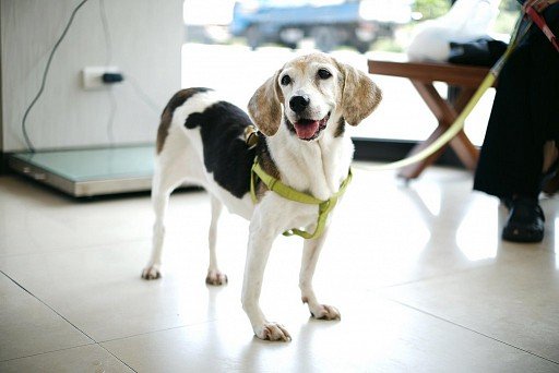 Black and white beagle