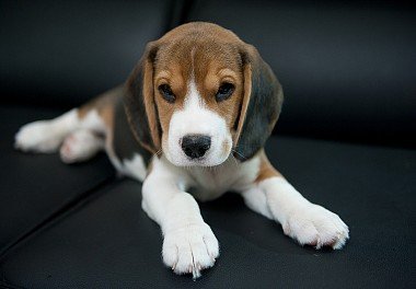 Beagle