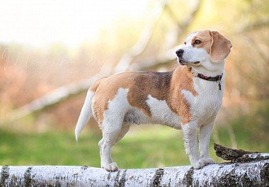 Beagle