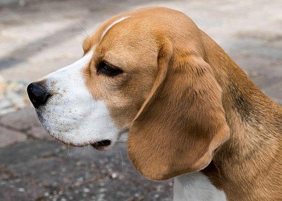 Beagle Muzzle