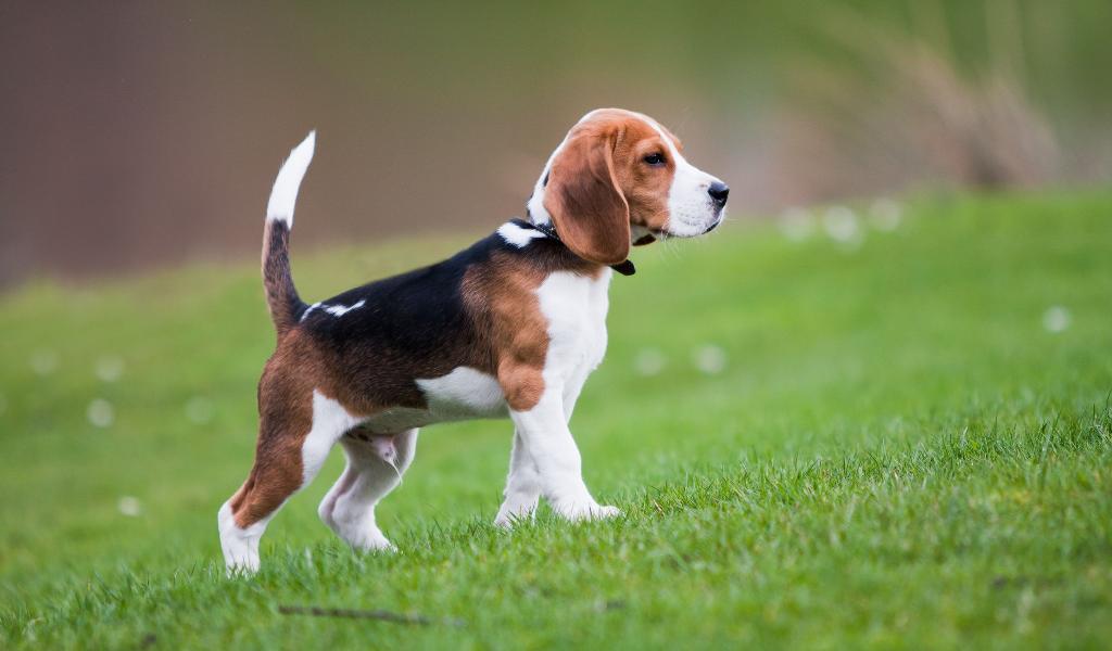 Beagle