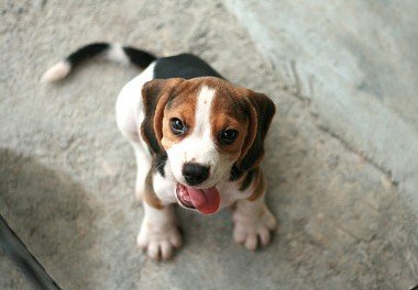 Beagle