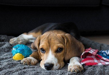 Beagle