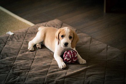 Beagle puppy